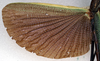 CollectionObject 1560638; NMW 92, 62823667-d3d6-4adb-b94c-cb1e85b25f68: copyright NMW. male: wing (holotype). (CollectionObject).
