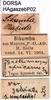 CollectionObject 1568990; 345c873d-04a0-412a-a062-3d061522b4d0: labels (paratype of Gastrimargus africanus var. zebrata). (CollectionObject).