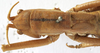 CollectionObject 1539558; 45ef1569-a2ba-473b-8dc1-f445e1414b5d: female head and pronotum, dorsal view (holotype of Hemisaga hastata). (CollectionObject).