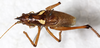 CollectionObject 1531381; NMW 2596, 4704480c-c2eb-45dd-b30a-d2ed8fa76552: male, dorsal view (holotype). (CollectionObject).