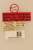 CollectionObject 1528346; 680a4251-a3d0-4c1a-ae47-6cbbec2ed55c, NHMUK015982170: labels (holotype). (CollectionObject).