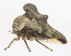 Live specimen: !! display not done !! on Heliria cristata (Fairmaire, 1846): (Observation).