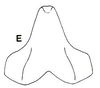 Jimenezia elegans Bolívar, 1881: female subgenital plate. (Otu).