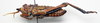 CollectionObject 1501049; 37dfa6ea-641d-4280-a4dd-23ad6854ce56: male, lateral view (holotype). (CollectionObject).