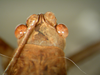 Lunidia viridis Hemp, 2010: male, head, dorsal view. (Otu).