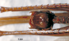 CollectionObject 1503239; MBBJ 3224696, cd65970e-4160-41e0-bd48-6dcd27387d31: male subgenital plate. (CollectionObject).