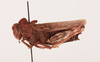 CollectionObject 1518653; 1a6e5a5b-9cdf-4106-aed6-26e476d35b90, NHMUK013806086: female, lateral view (holotype). (CollectionObject).