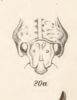 Head: !! display not done !! on Hypsauchenia ballista Germar, 1835 now Hypsauchenia hardwickii (Kirby, 1829): (Observation).