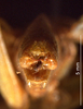CollectionObject 1520494; db876023-045e-4e14-9da9-29234da6afdf: male cerci (type of Conocephalus latipennis). (CollectionObject).