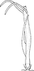 Aedeagus, ventral view on Dialecticopteryx (Akotettix) centromaculata (Ramakrishnan & Menon, 1972): Aedeagus, ventral view. (Observation).