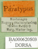 CollectionObject 1502708; e0c23ae7-5db6-4dc0-af2d-5364d5002e11: labels (paratype). (CollectionObject).