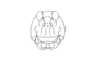 Bufonacris terrestris Walker, 1871: Fig. 46. female head, frontal view. (Otu).