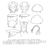 Symploce capitata (Saussure, 1862): Symploce capitata. (Otu).
