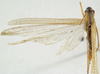 CollectionObject 1529690; 0ed2cdb2-fefe-491d-9145-58e63dfeda68: female, dorsal view (holotype). (CollectionObject).
