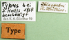 CollectionObject 1501418; 6969df89-90b4-4b7f-b117-cb2397ec752c: labels (holotype). (CollectionObject).