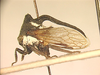 Bleccia Capener, 1968: _Bleccia fastidiosus_. (Otu).