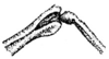 Methiola picta picta Sjöstedt, 1920: Fig. 2. female, knee region of hind leg. (Otu).