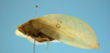 CollectionObject 1542763; e5ff68a4-ab34-48e6-9a17-23e2d46ff99e: male, body lateral view (holotype). (CollectionObject).