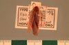 Rhabdoblatta flavomarginata (Shelford, 1906): Copyright UMO, Oxford. Type, dorsal view. (Otu).