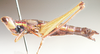 Loboschmidtia milleri (Descamps, 1964): female, lateral view. (Otu).