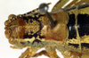 CollectionObject 1501850; cc03bfc7-af62-4f2b-92d7-5e02c97b3586: male head and pronotum, dorsal view (paratype of Poecilimon walteri). (CollectionObject).