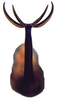Aedeagus, ventral view: Glossocratus afzelii, aedeagus, caudally (INHS). (Observation).