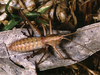 male nymph. Depicts Throscodectes xederoides Rentz, 1985, an Otu.