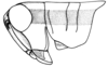 Scotussa lemniscata (Stål, 1861): Fig. 89. male, head and pronotum, lateral view. (Otu).