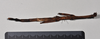 CollectionObject 1561664; NTUC 709, de4ff78e-e94d-4e85-8b94-37b567dfe607: copyright NTUC. female, ventral view (holotype). (CollectionObject).