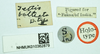 CollectionObject 1517952; de7ac767-d55d-4f90-a9ef-aaa69edfbf35: labels (holotype). (CollectionObject).