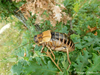 CollectionObject 1588187; 7623c6fe-d47d-416a-8593-1c80585b5560: male (BG: village Zhelezino). (CollectionObject).