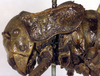 CollectionObject 1502203; 5b525e13-aa12-4c03-8d32-0c26ca6d502e: female pronotum, lateral view (syntype). (CollectionObject).