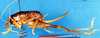 CollectionObject 1504995; 8d487d96-d2fe-4a2b-9cee-f0950bab590c: female, lateral view (syntype). (CollectionObject).