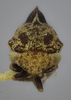 Head on Cyrtolobus parvulus Woodruff, 1924: (Observation).