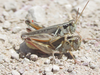 pair (about 5 miles south of Chadron, Nebraska, 18 June 2020). Depicts Melanoplus confusus Scudder, 1897, an Otu.