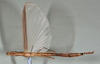 CollectionObject 1561452; USNM(SF IMPORT DUPLICATE) 7348, 4ff01786-ae5b-4855-99ed-4e59e6f66f97: copyright USNM, Washington. female, ventral view (holotype). (CollectionObject).