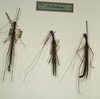 CollectionObject 1560366; NMW 1128, da930b11-6d94-4428-b8ff-54e3ccf9606d: copyright NMW, Vienna. male (syntypes). (CollectionObject).