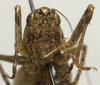 CollectionObject 1535178; 06afe236-b79b-4419-8d5d-21eccc4b90ba: female, frontal view (holotype). (CollectionObject).