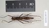 Ommatopseudes harmani (Brock, 1995): copyright Natural History Museum, London. female (paratype). (Otu).