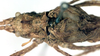 CollectionObject 1531871; bae7f42b-6d33-43cc-b0c5-d37004ea4ed5: male pronotum and tegmina, dorsal view (holotype). (CollectionObject).