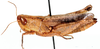 Dnopherula burri (Uvarov, 1953): female, lateral view. (Otu).