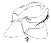 Aedeagus, lateral view on Flatoidinus conviva (Stål, 1862): (Observation).