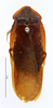 CollectionObject 1587148; MNHN(SF IMPORT DUPLICATE) MNHN-EP-EP1015, b9ad3b65-0810-45d4-8e6c-99cdd6b5f26c: CC BY-NC-ND 4.0/MNHN - Depraetere Marion - 2014. Non type, male. Specimen number: MNHN-EP-EP1015. http://coldb.mnhn.fr/catalognumber/mnhn/ep/ep1015. (CollectionObject).