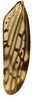 Forewing on Coarctana vilavelha Domahovski & Cavichioli, 2023: Male holotype [DZUP]: forewing. (Observation).