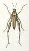 Chrotogonus (Chrotogonus) oxypterus (Blanchard, 1836): Plate XXII, 9. male (?) (Ommexecha liaspis). (Otu).