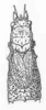 Polycleptidella chilensis Beier, 1962: female, dorsal view. (Otu).