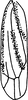 Forewing on Erythridula minuta (Johnson, 1935): Forewing. (Observation).