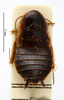 CollectionObject 1587843; MNHN(SF IMPORT DUPLICATE) MNHN-EP-EP1690, 365f8435-d409-4823-97b7-689e34619eaa: CC BY-NC-ND 4.0/MNHN - Depraetere Marion - 2014. Non type, sex unknown. Specimen number: MNHN-EP-EP1690. http://coldb.mnhn.fr/catalognumber/mnhn/ep/ep1690. (CollectionObject).