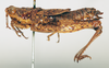 CollectionObject 1540651; 19519e89-c6b6-46f1-9ae7-bb0c17231e40: female, lateral view (syntype of Chrotogonus occidentalis). (CollectionObject).