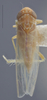 Habitus, dorsal view: (Observation).